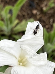 Schizocerella pilicornis