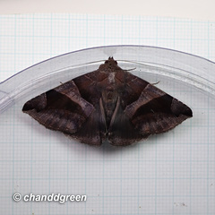 Bastilla arcuata