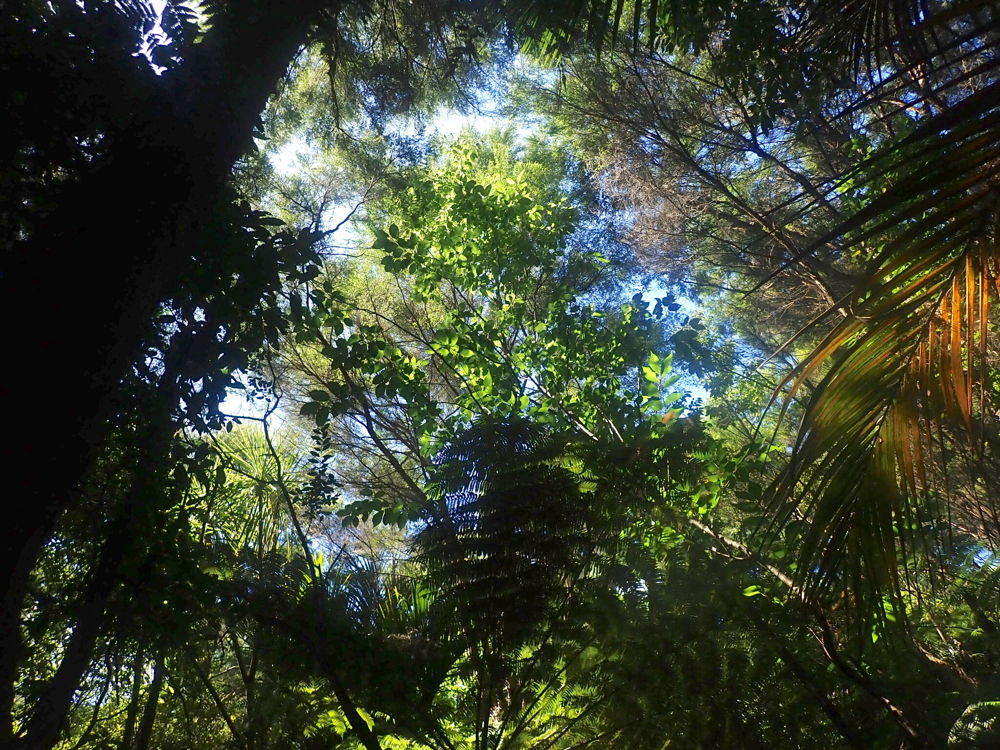 Imagem de Cerejeira-do-japão