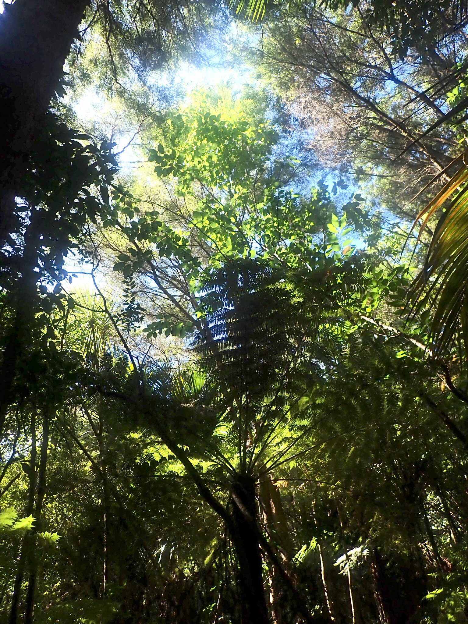 Imagem de Cerejeira-do-japão