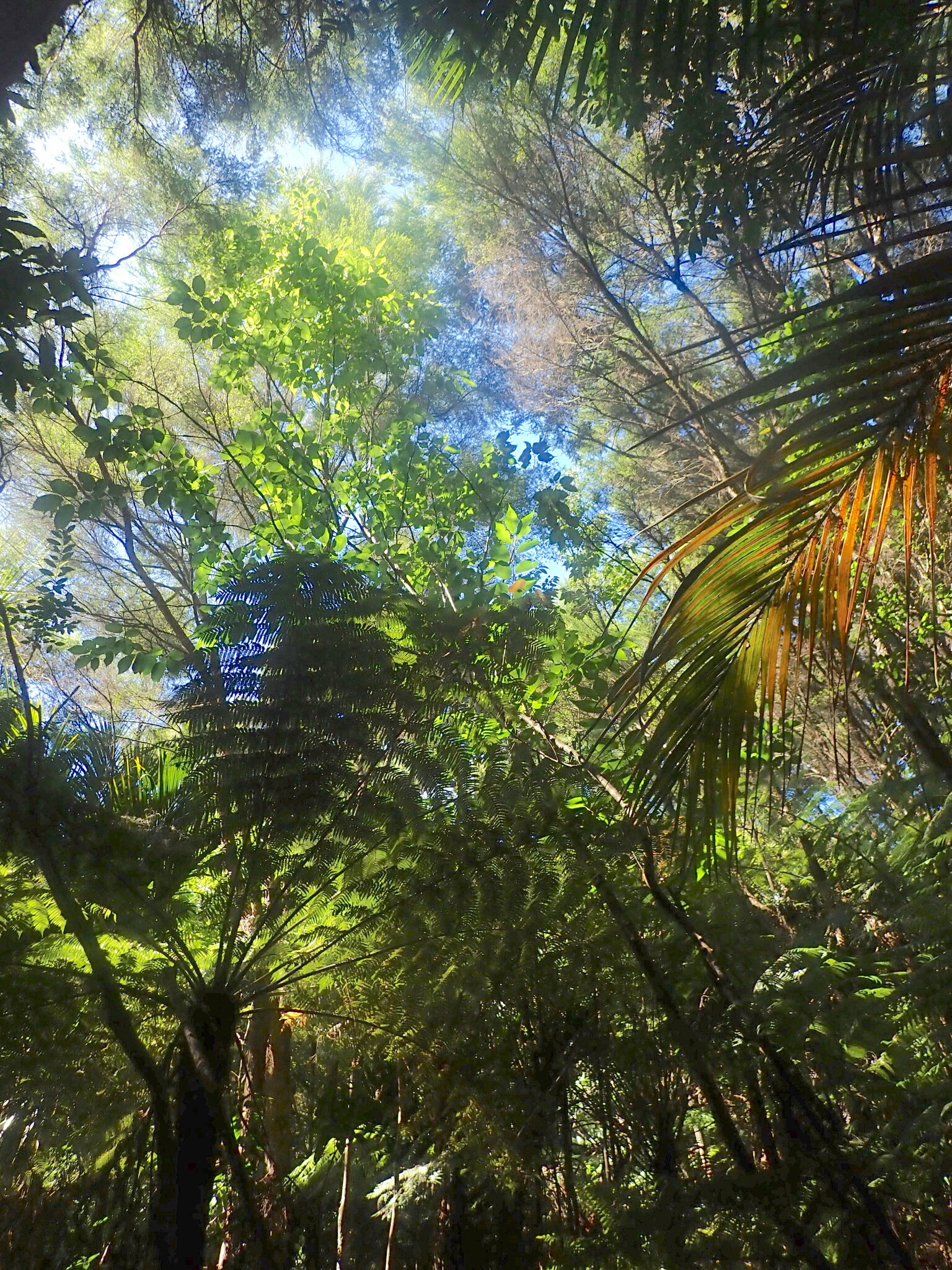 Imagem de Cerejeira-do-japão