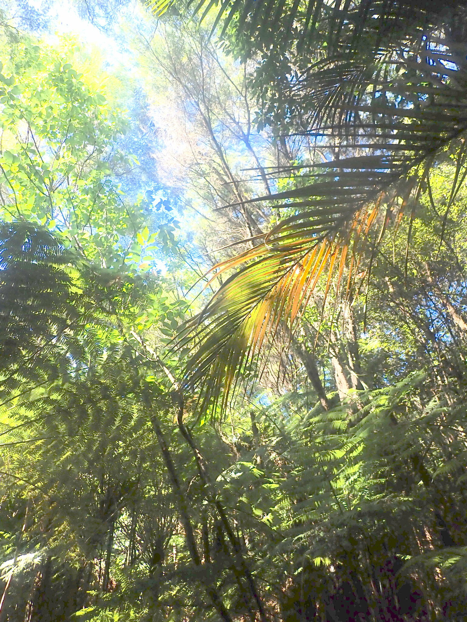 Imagem de Cerejeira-do-japão