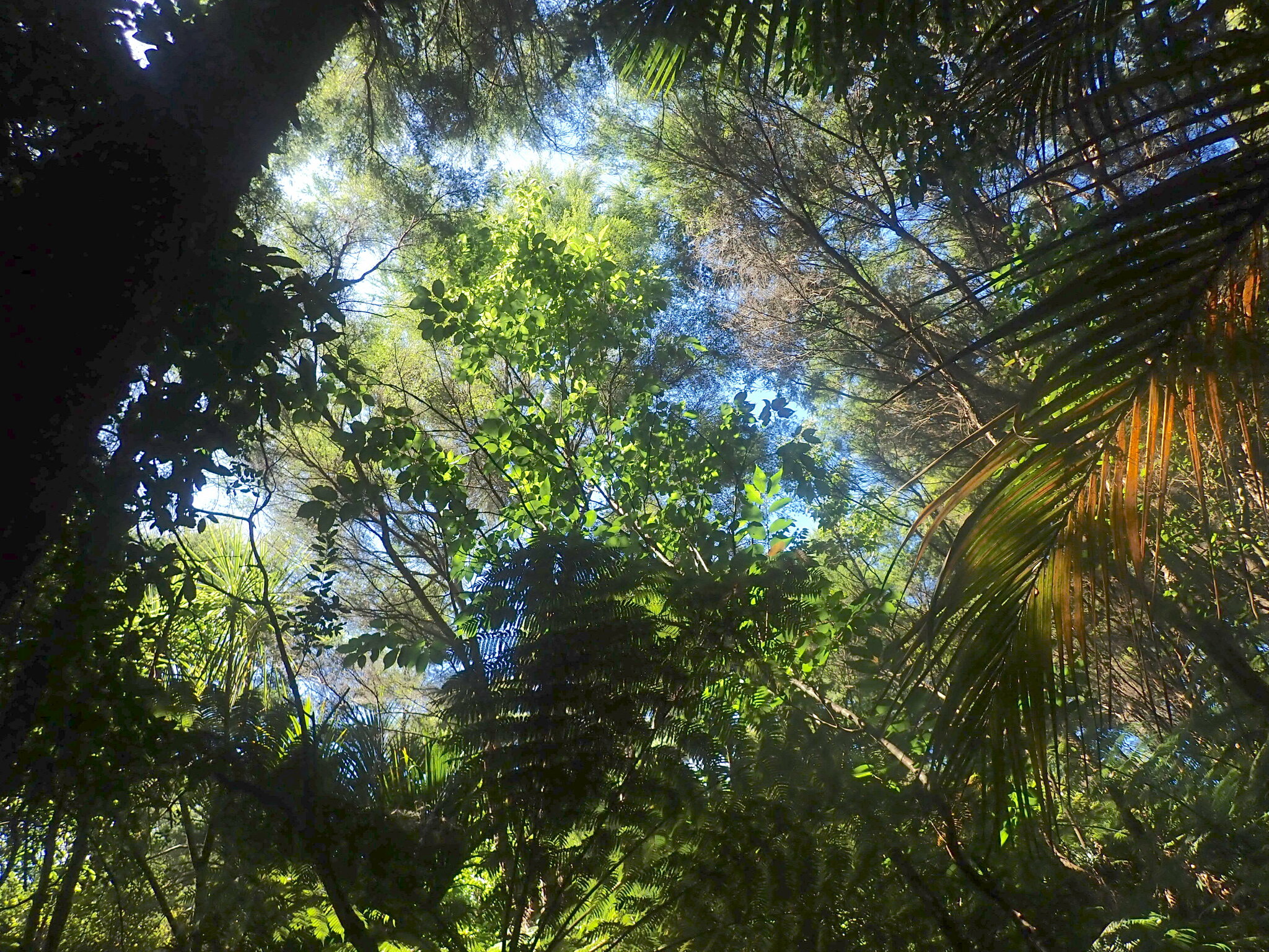 Imagem de Cerejeira-do-japão