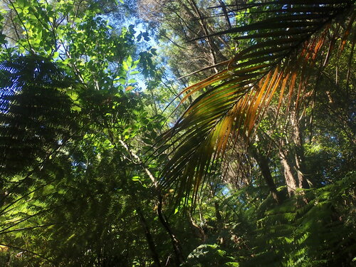 Foto de Cerejeira-do-japão