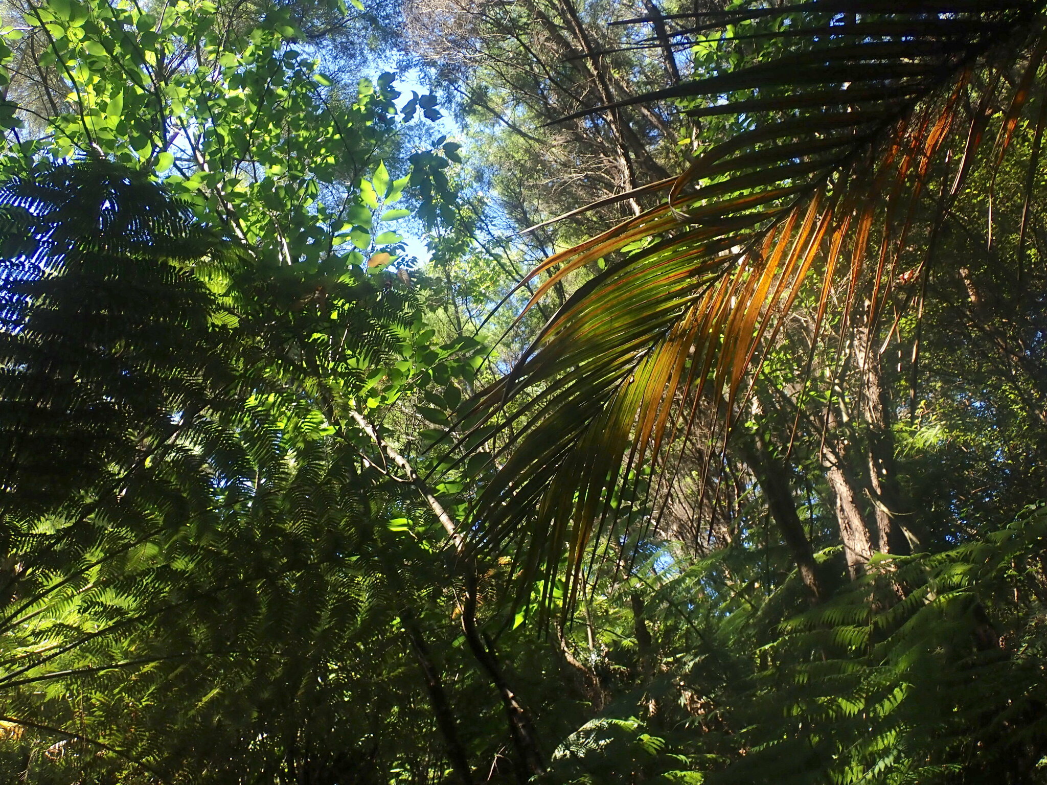 Imagem de Cerejeira-do-japão