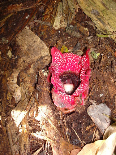 Image of Sapria himalayana by no rights reserved