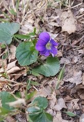 Viola