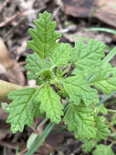 Green crumbweed (Dysphania carinata)