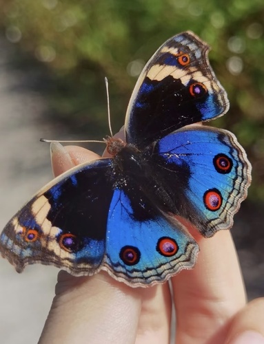 Blue Pansy