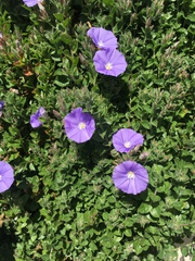 Convolvulus sabatius