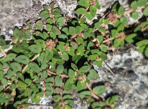 Chamaesyce ophthalmica image