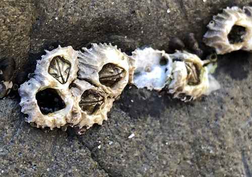 Pacific Acorn Barnacle, photo 6 of 7