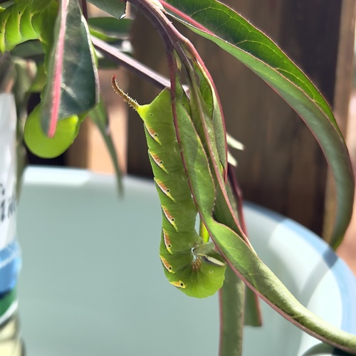 Panogena lingens