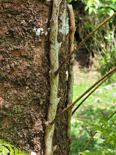 Davallia fejeensis