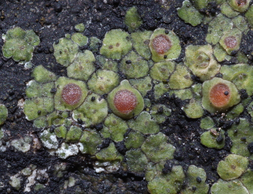 Heppia lutosa