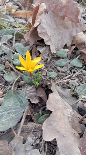 Crocus korolkowii, photograph 6