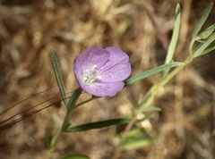 Clarkia cylindrica