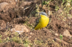 Motacilla flava flava