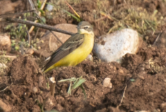 Motacilla flava flava