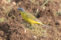 Motacilla flava flava