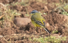 Motacilla flava flava