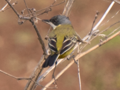 Motacilla flava cinereocapilla