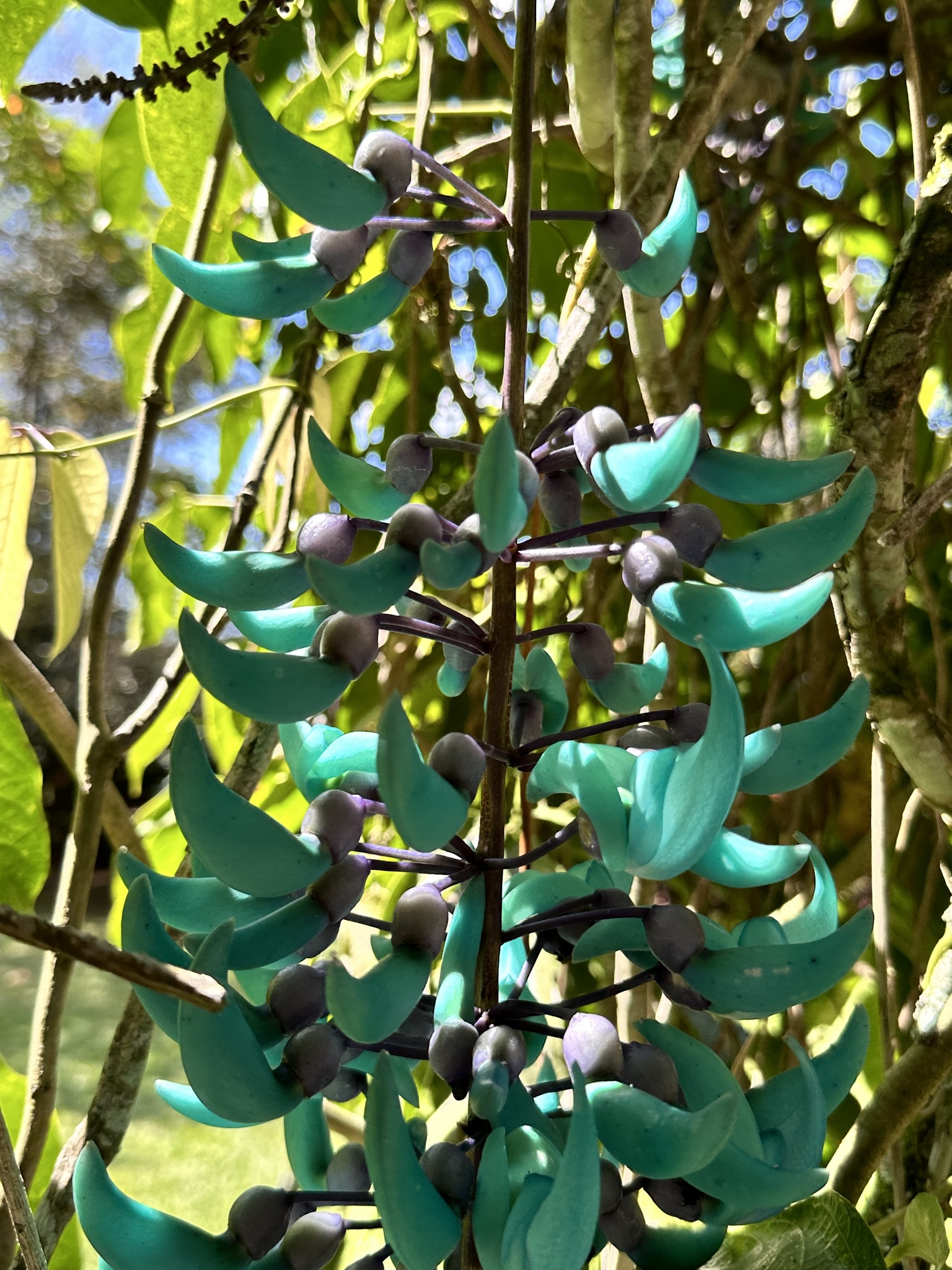 Imagem de Jade-vine