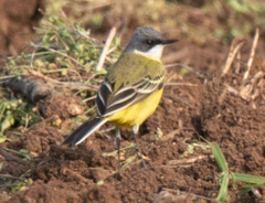 Motacilla flava cinereocapilla