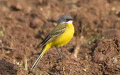 Motacilla flava cinereocapilla