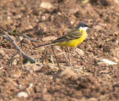 Motacilla flava cinereocapilla