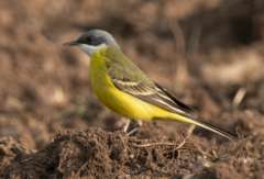 Motacilla flava cinereocapilla