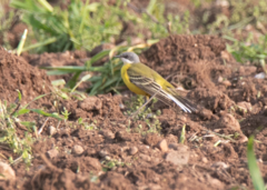 Motacilla flava cinereocapilla