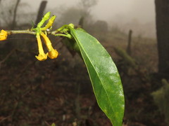 Cestrum oblongifolium