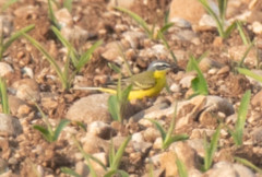 Motacilla flava flava