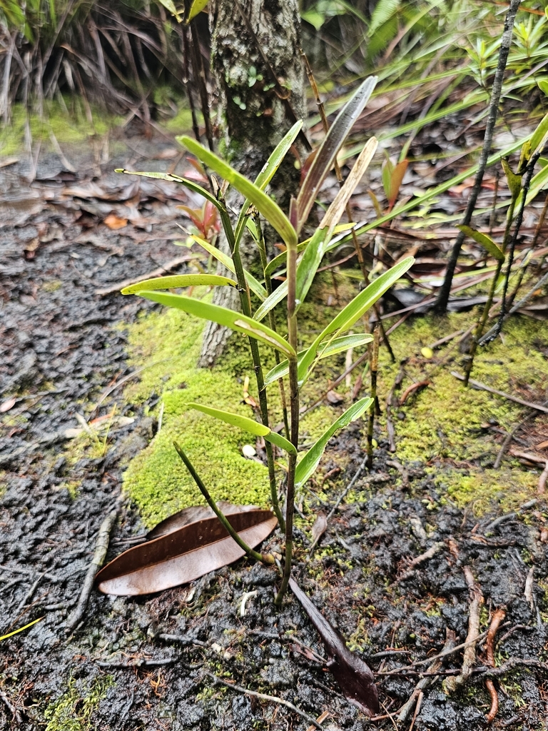 Bromheadia finlaysoniana