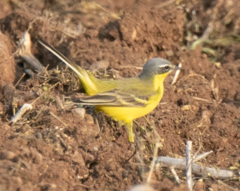 Motacilla flava flava