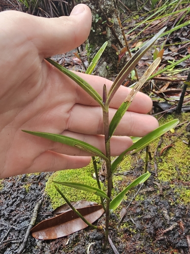 Image of Bromheadia finlaysoniana by (c) Richard Dimon, some rights reserved (CC BY)