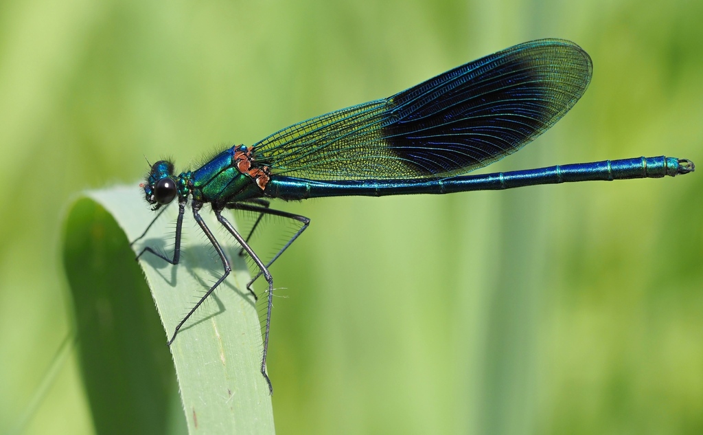 Banded Demoiselle, photo 1 of 9