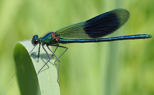Banded Demoiselle