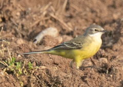 Motacilla flava flava