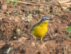 Motacilla flava flava