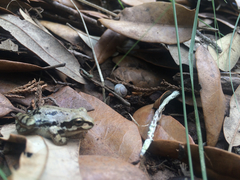 Pseudacris streckeri