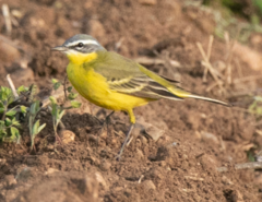 Motacilla flava flava