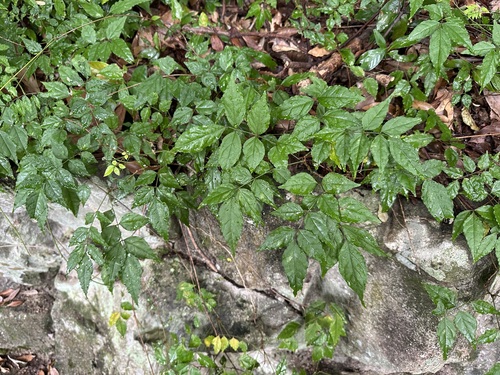 Wisteria japonica f. alborosea iNat (2)