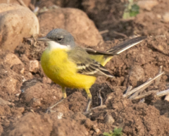 Motacilla flava cinereocapilla