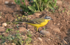 Motacilla flava flava