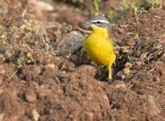 Motacilla flava flava