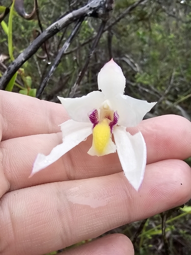 Image of Bromheadia finlaysoniana by (c) Richard Dimon, some rights reserved (CC BY)