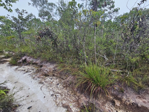 Image of Bromheadia finlaysoniana by (c) Richard Dimon, some rights reserved (CC BY)