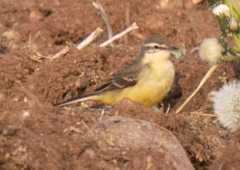 Motacilla flava flava